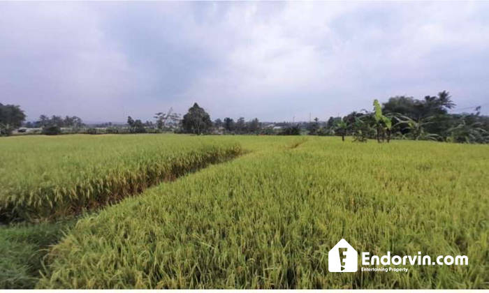 Dijual 2 Bidang Tanah Sawah Di Cimelati Cicurug Sukabumi